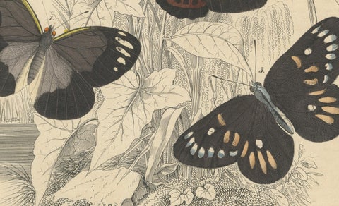 Wings of Elegance: Hand-Colored 1849 Lithograph of Exotic Butterflies, close-up 1
