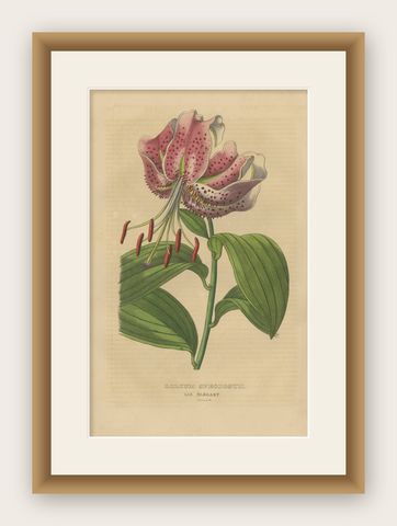 Lilium speciosum (Elegant Lily), Hand-Colored Botanical Engraving, ca.1825, shown framed