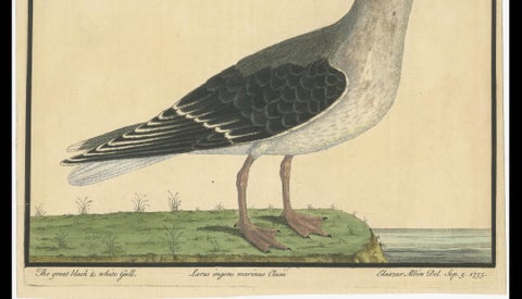 Antique Hand-Colored Engraving of The Great Black and White Gull by Albin, 1735, close-up 4