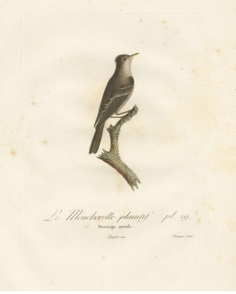 Large Antique Bird Print of an Eastern Wood Pewee, view 3