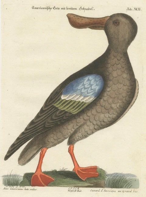 Hand-Colored Engraving of the American Duck with Broad Bill by Seligmann, c.1770, close-up 4