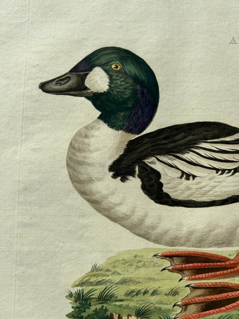 Common Goldeneye Duck, Antique Bird Engraving by Nozeman and Sepp, 1809, view 4