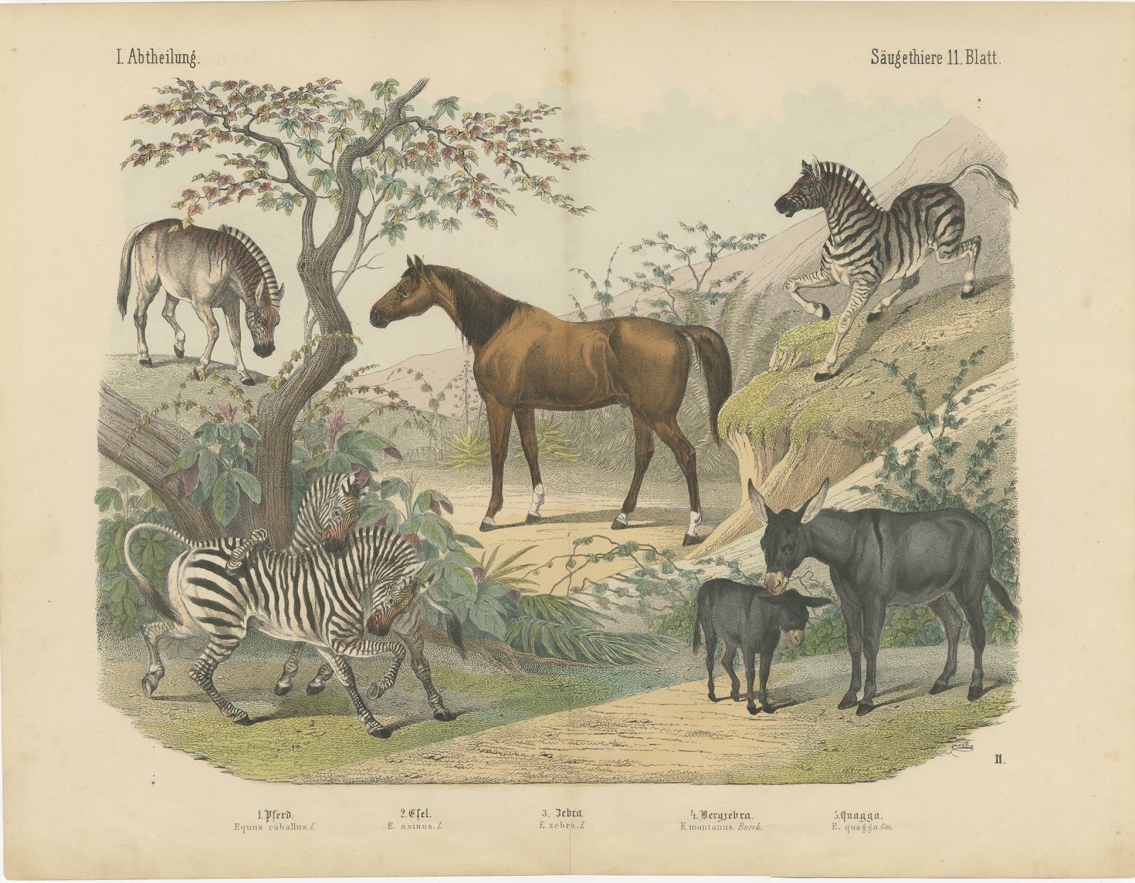 Antique Horse and Zebra Print with the Extinct Quagga, Kolb Mammals, circa 1890