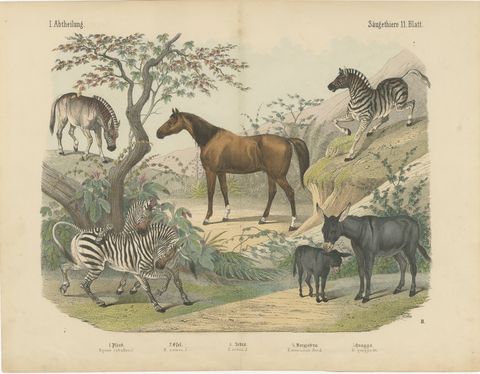 Antique Horse and Zebra Print with the Extinct Quagga, Kolb Mammals, circa 1890