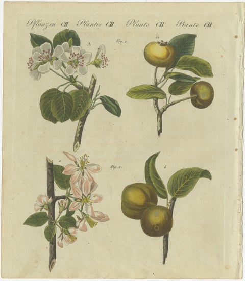 Blossoms and Fruits: Apple and Pear Trees Illustrated in an 1805 Engraving, view 2