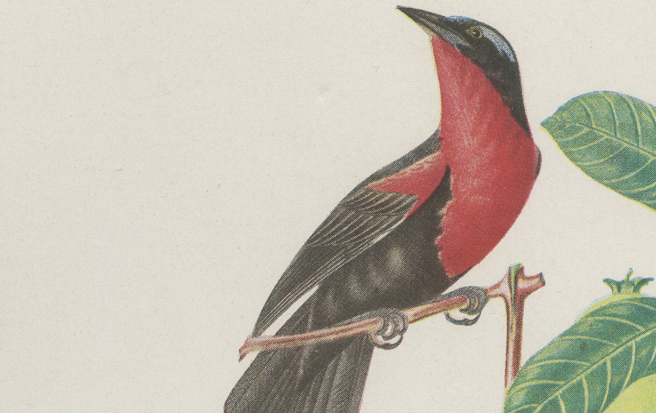 Orioles and Tanagers on a Guava, Brazilian Bird Print, Descourtilz, 1944, view 3