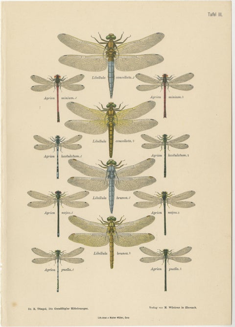 Set of Three Dragonfly Lithographs from Die Geradflügler Mitteleuropas, 1908, view 3