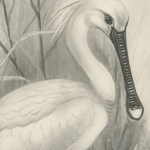 Spoonbill, Antique Bird Print after Lilian Medland, circa 1909, close-up 3