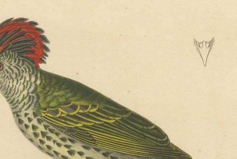 Engraving of a Crested Woodpecker, Exotic Ornithological Print, circa 1808, close-up 6