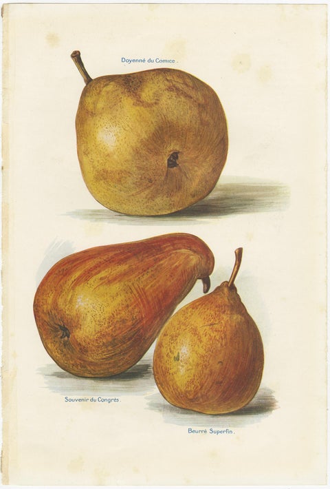 Set of 3 Vintage Fruit Prints of Pear Varieties, '1924', view 2