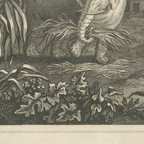 View in Sierra Leone, West Africa, Elephant, Antique Engraving, circa 1825, close-up 1