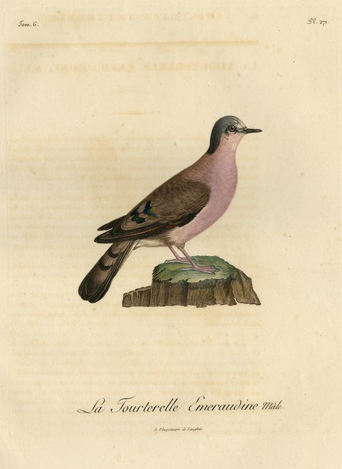 Original Handcolored Bird Print of a Male Turtle Dove, 1801, view 2