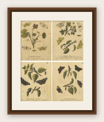 Early English Butterflies, Large White, Peacock & Red Admiral, Albin 1720, shown framed