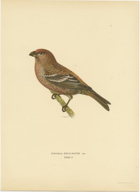 Perched Elegance: A 19th Century Lithograph of the Pine Grosbeak Bird, 1929, view 2