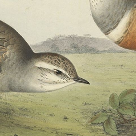 Old Bird Print Depicting the Dotterel Bird by Gould, 1832, close-up 2