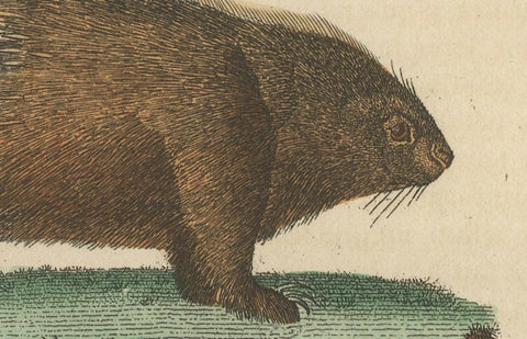 Antique Engraving of Crested Porcupine and North American Porcupine, ca.1825, close-up 1