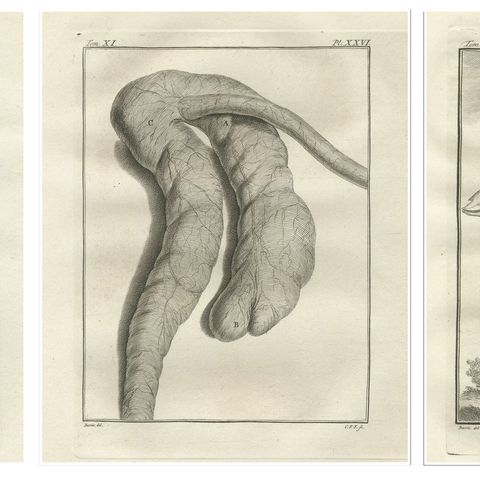Set of 3 Antique Quadruped Anatomy Engravings, Buffon Scientific Plates 1769, close-up 1