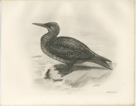 Young Gannet in Speckled Juvenile Plumage after Lilian Medland, c. 1909, view 2