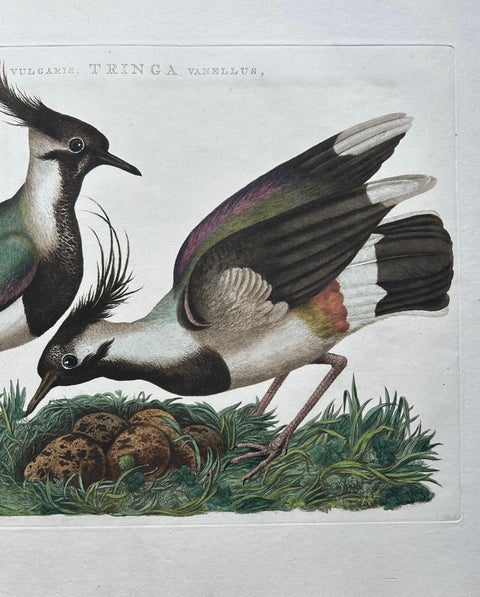 Northern Lapwing Print, Tringa Vanellus Vulgaris by Nozeman and Sepp, 1770, view 5
