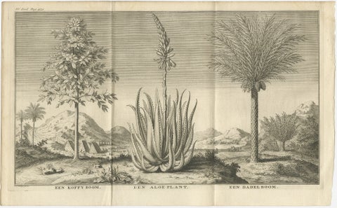 Coffee, Aloe, and Date Trees, Exotic Botanical Engraving, Dutch, c.1730, view 2