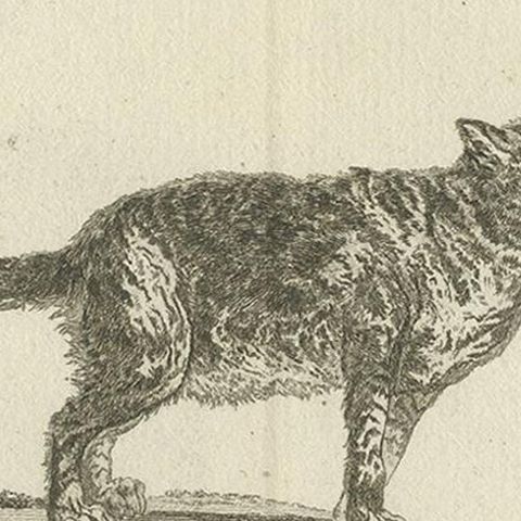 Antique Print of a Calico Cat by Fessard, 1819, close-up 2
