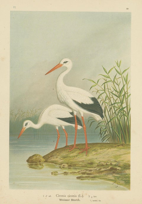White Storks by the Water’s Edge, Elegant Antique Bird Chromolithograph c.1880, close-up 1