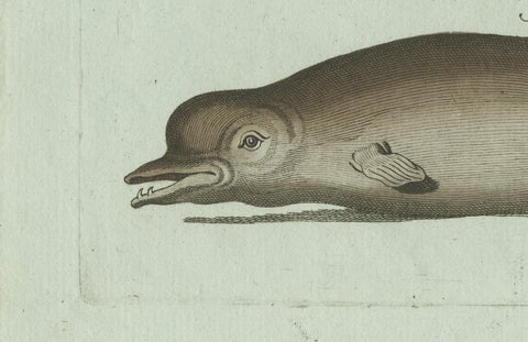 Original Antique Print of Orca, Whale and Dolphin by Bertuch, 1805, close-up 5