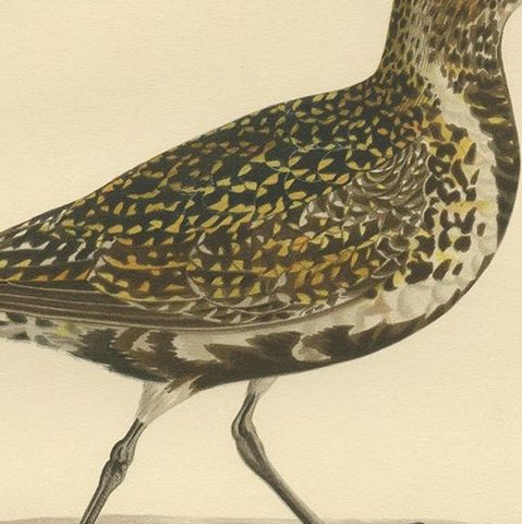 Antique Bird Print of the European Golden Plover 'Winter' by Von Wright, 1929, close-up 2