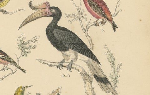 Songbirds & Tropical Birds Print: Hornbill, Bee-eater, Crow, Antique 1867, close-up 4
