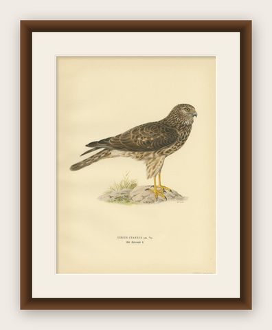 Antique Bird Print of a Female Hen Harrier by Von Wright '1929', shown framed