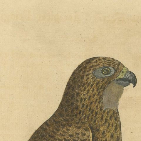 Antique Hand-Colored Engraving of Sparrow Hawk by Eleazar Albin, circa 1730, close-up 6