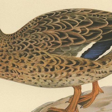 Antique Bird Print of a Female Domestic Duck by Von Wright, '1929', close-up 2