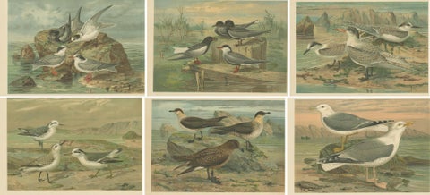 Set of Six Antique Chromolithographs of Seabirds, Gulls, Terns & Skuas, c.1890, view 2