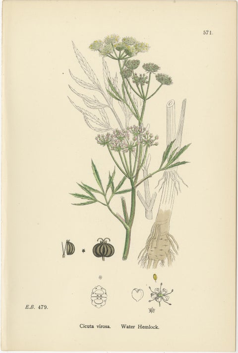 Botanical Engravings of Sea-Holly, Field Eryngo, and Water Hemlock, 1902, view 4