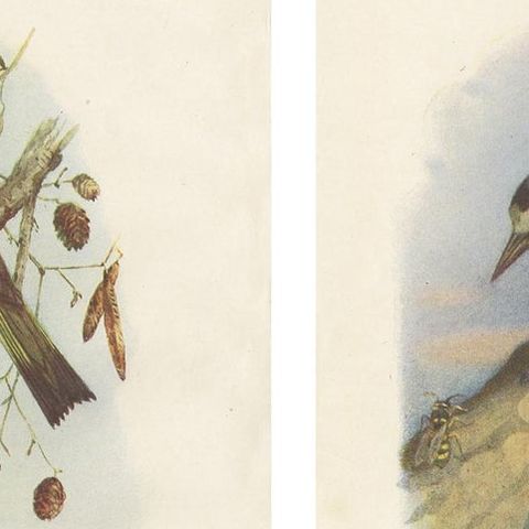 Set of 4 Antique Bird Prints Siskin, Woodpecker, Wryneck, 1901, close-up 1