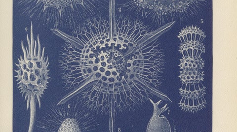 Radiolarians, Blue Scientific Natural History Plate from Lydekker, 1896, close-up 2