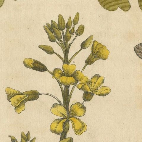 Butterfly Life Cycle on Oak & Wallflower, Albin Hand-Colored Engraving, 1720, close-up 6