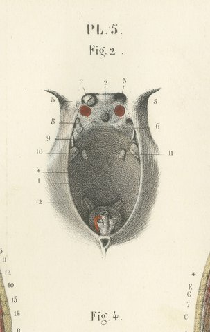 The Base of the Skull and Its Dural Folds, Hirschfeld Anatomy Print, 1866, view 4