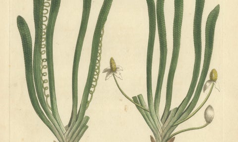 Old Botanical Engraving of Vallisneria (Tape Grass) - 1803 Aquatic Plant Print, close-up 2