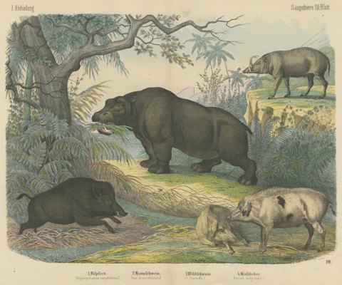 Antique Hippopotamus Print with Wild Boar and Babirusa, Kolb, circa 1890