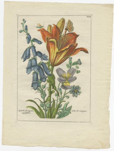 Old Botany Print of the Orange Lily & Digitalis Ferruginea Angustifolia, 1794, view 3