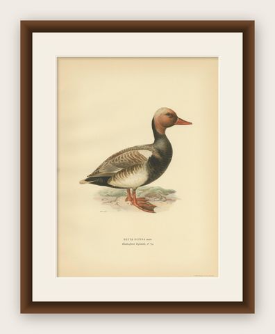 Antique Bird Print of the Red-Crested Pochard by Von Wright '1929', shown framed