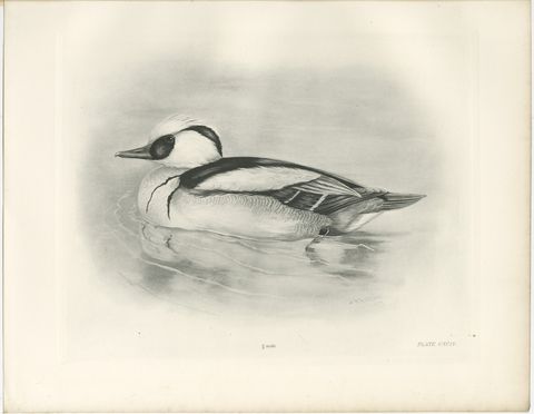 Smew, Antique Bird Print after Lilian Medland, circa 1909, view 2