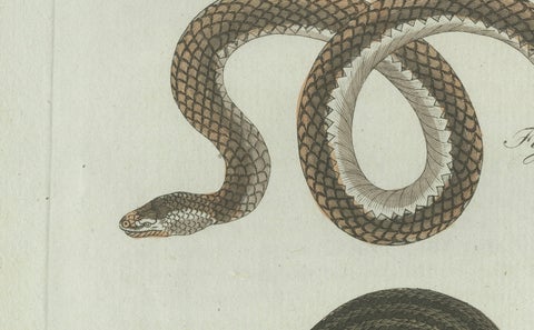 Original Antique Print of Three European Snakes by Bertuch, 1802, close-up 1