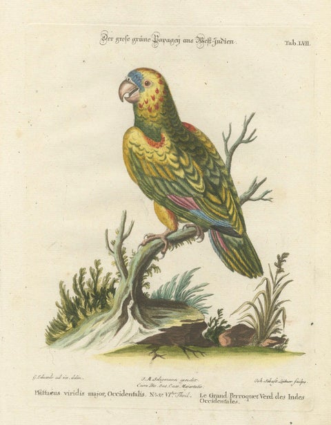 The Great Green Parrot of the West Indies, Hand-Coloured Engraving, ca.1770, close-up 6