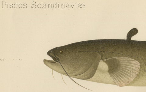 Wels Catfish and Crucian Carp - Iconic Scandinavian Freshwater Fish Lithograph, close-up 1