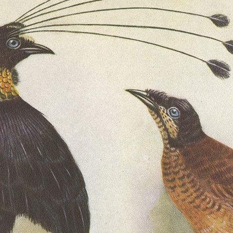 Antique Print of the Lawes Six-Plumed Bird of Paradise and Others, 1950, close-up 1