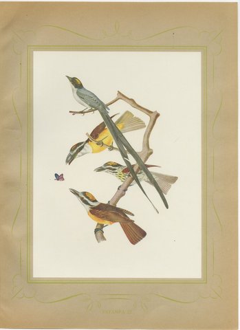 Motmots and Puffbirds, Brazilian Bird Print, Descourtilz, 1944, view 2