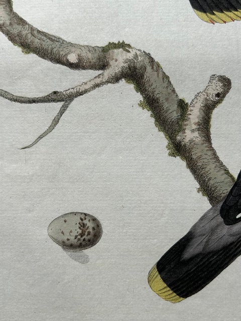 Bohemian Waxwing, Ampelis Garrulus from Nederlandsche Vogelen, 1797, view 4