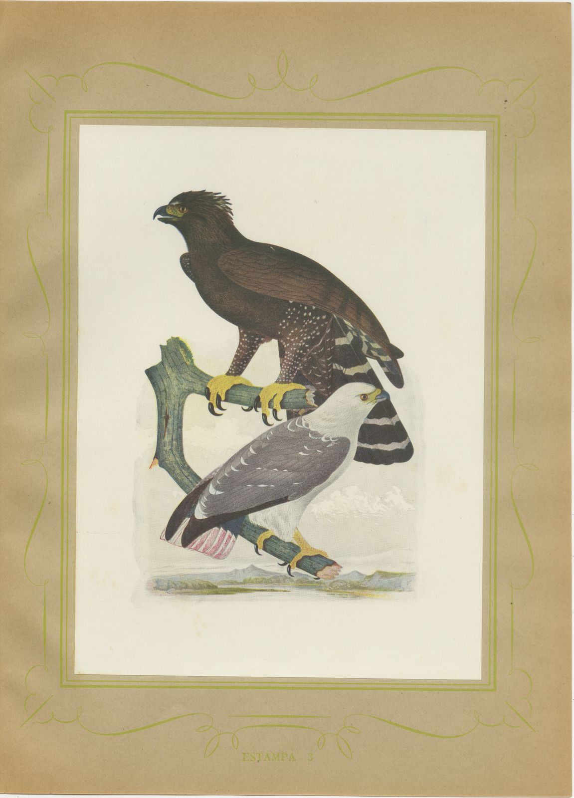 Ornate and Black-and-White Hawk-Eagles, Brazilian Bird Print, Descourtilz, 1944, view 2